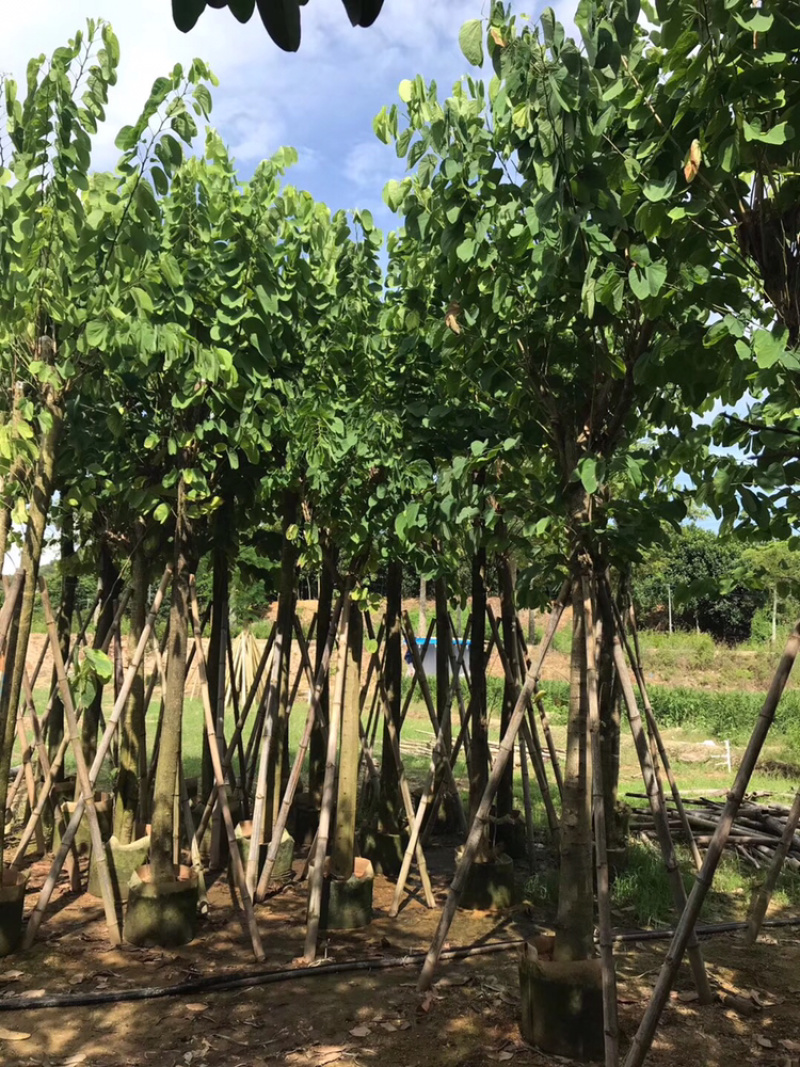 出售洋蹄甲洋紫荆移植袋苗5-15公分需要的老板联系