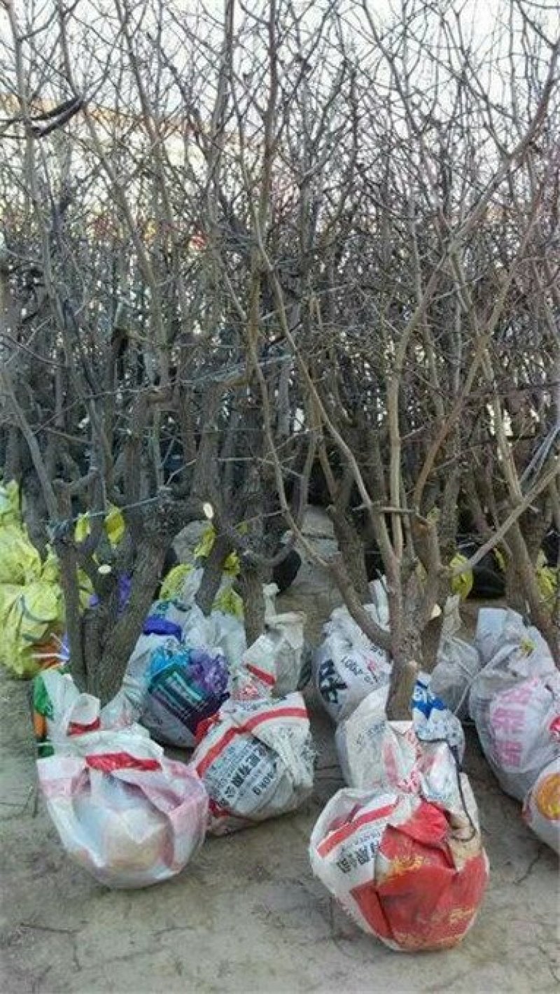 山东冬枣树苗产地批发成活率高现挖现发死苗补发