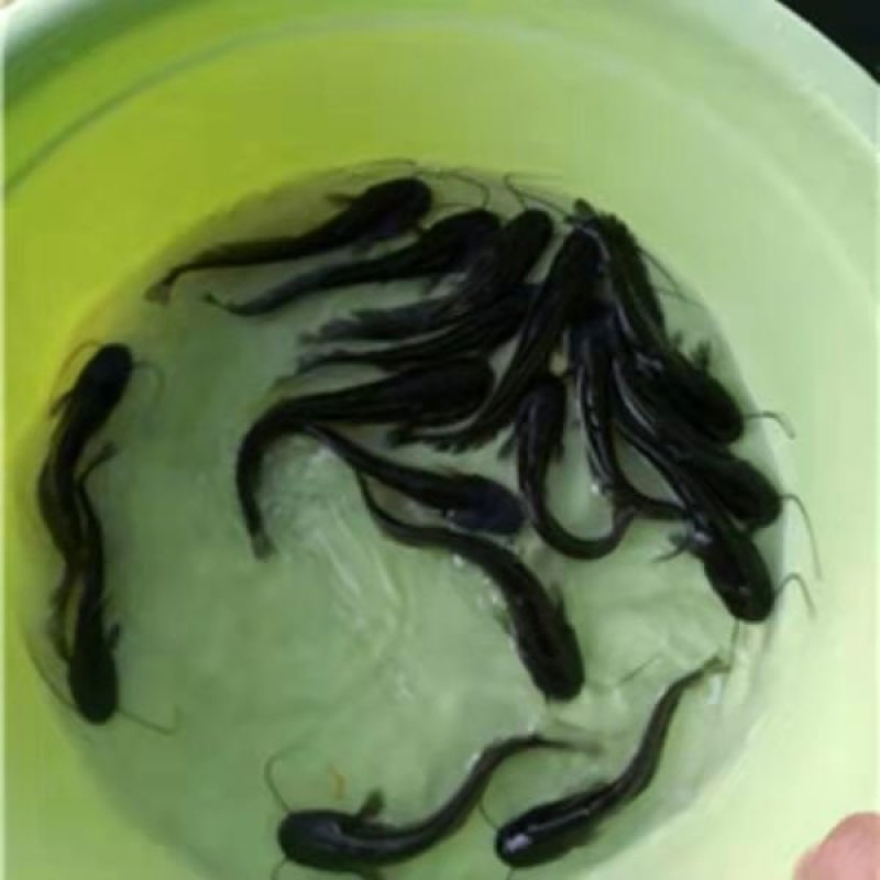 胡子鲶大口鲶黑鱼叉尾回鱼