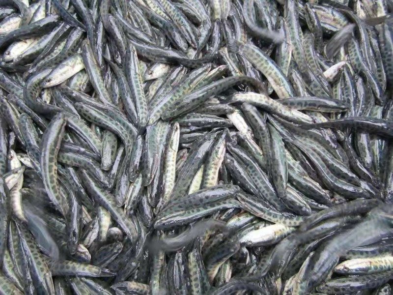 胡子鲶大口鲶黑鱼叉尾回鱼