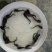 胡子鲶大口鲶黑鱼叉尾回鱼