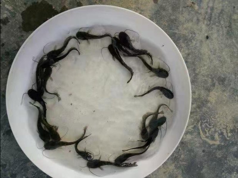 胡子鲶大口鲶黑鱼叉尾回鱼