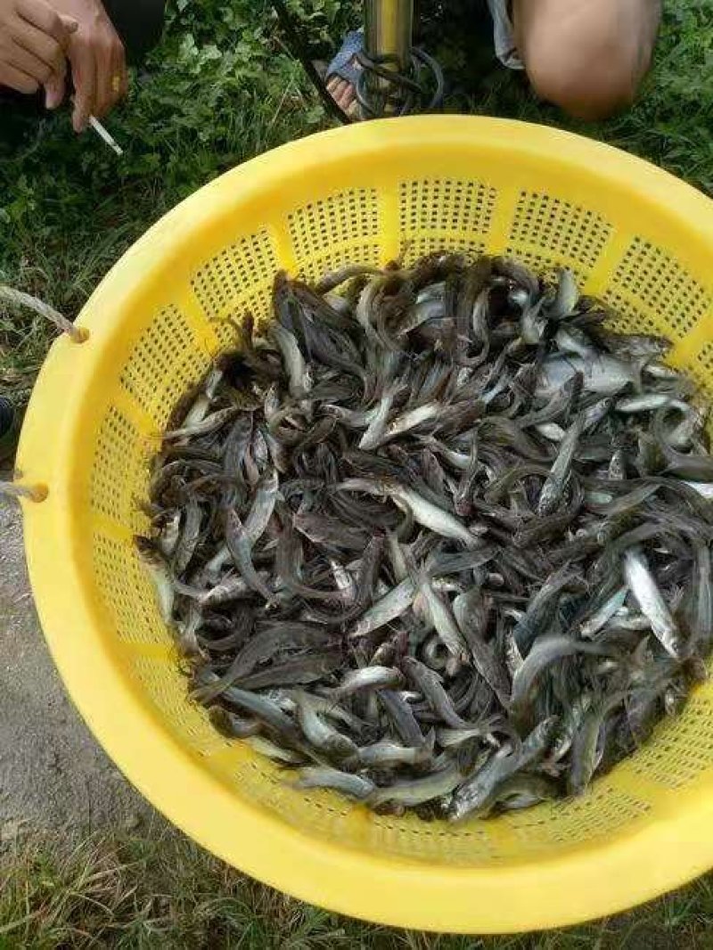 胡子鲶大口鲶黑鱼叉尾回鱼