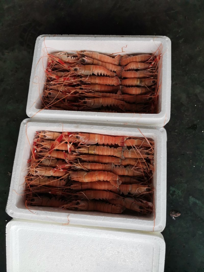 海熬虾，海种中的小龙虾。可生吃的小龙虾，深海捕捞