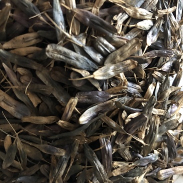 纯新板蓝根种子芽率90%以上保证纯新