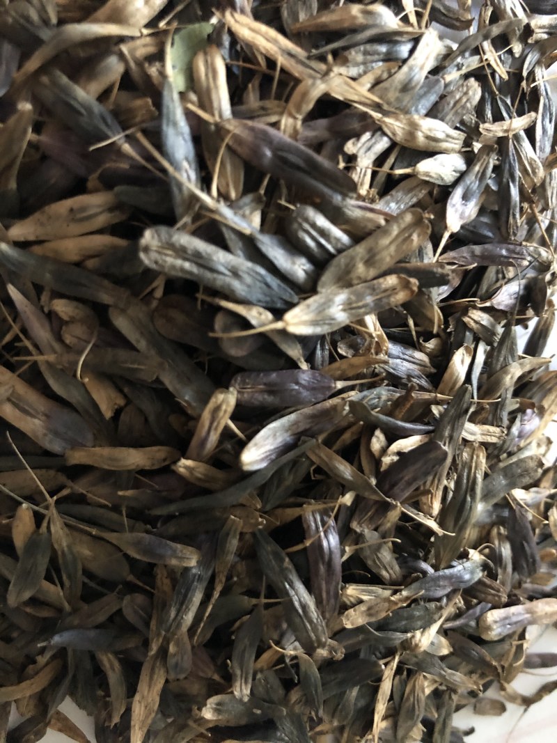 纯新板蓝根种子芽率90%以上保证纯新