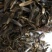 纯新板蓝根种子芽率90%以上保证纯新