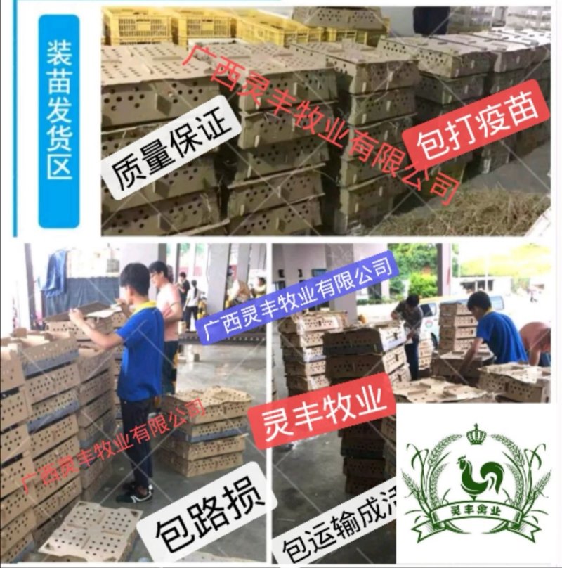 大种杂交四点麻鸭苗《高销量热卖》包运输成活厂家直销