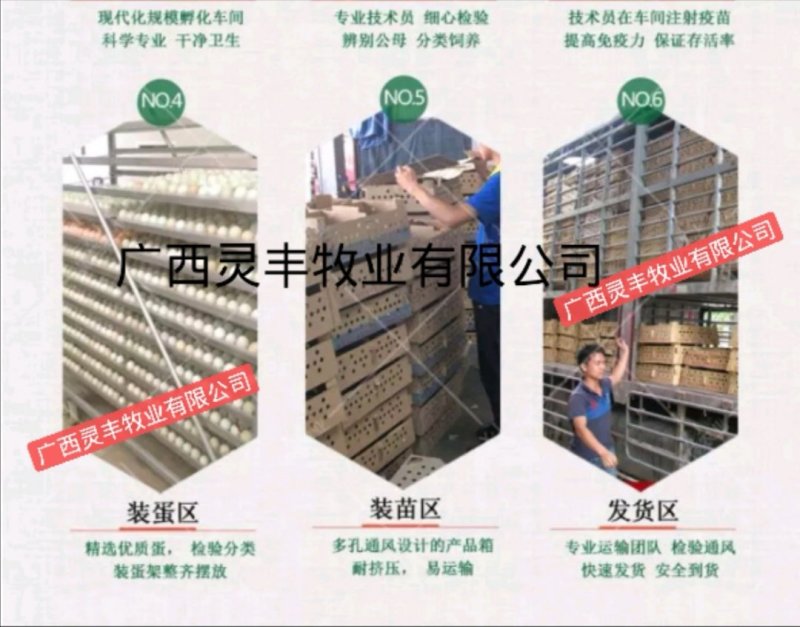 大种杂交四点麻鸭苗《高销量热卖》包运输成活厂家直销