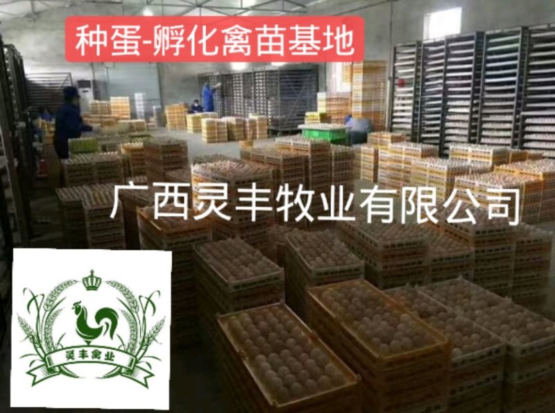 大种杂交四点麻鸭苗《高销量热卖》包运输成活厂家直销
