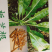 纯新板蓝根种子芽率90%以上保证纯新