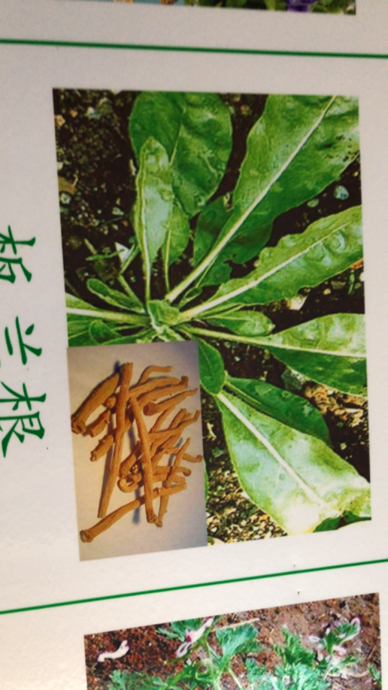 纯新板蓝根种子芽率90%以上保证纯新