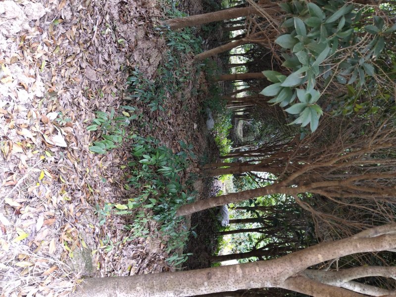 桂花树