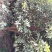 桂花树