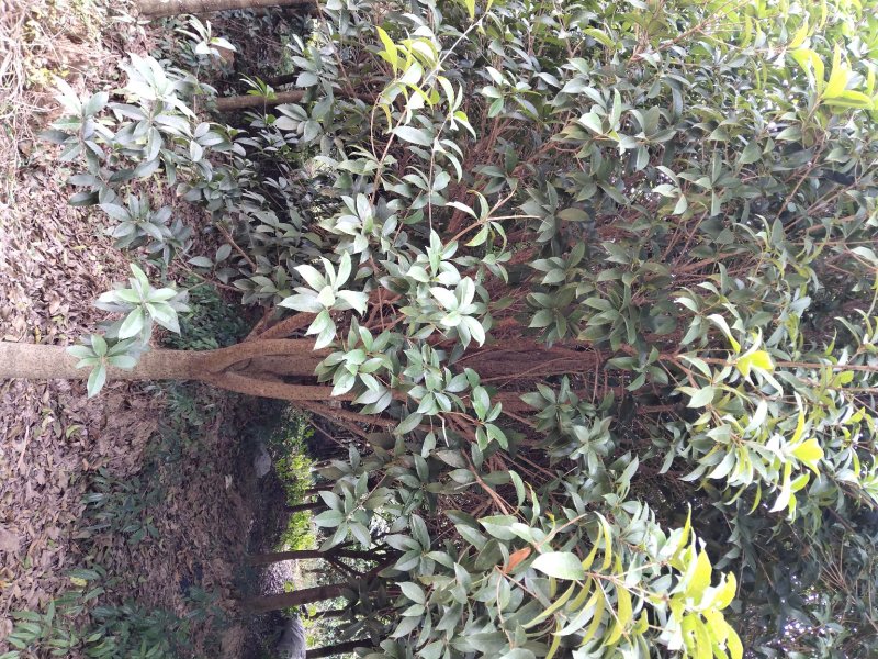 桂花树