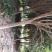 桂花树