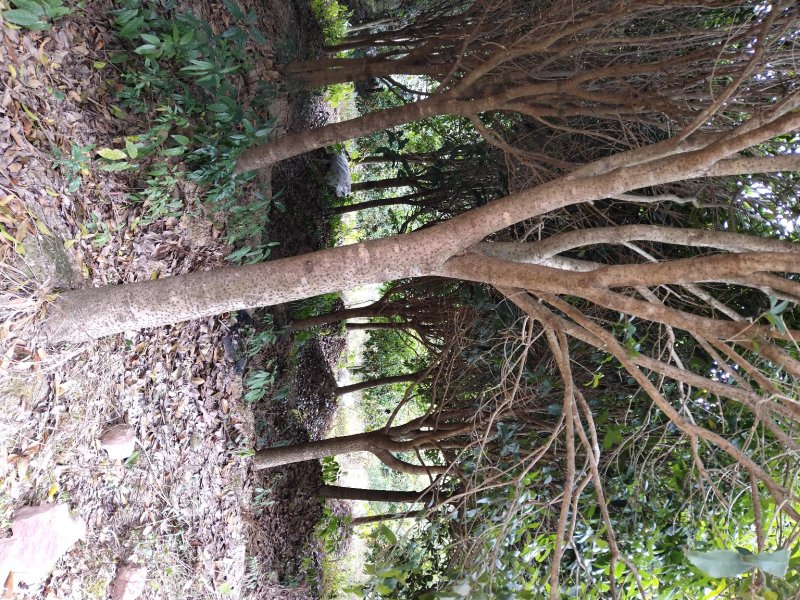 桂花树