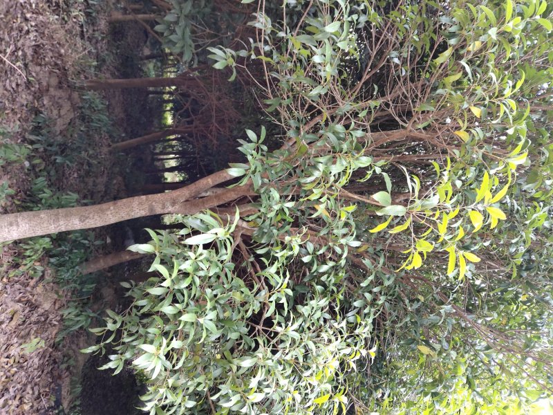 桂花树