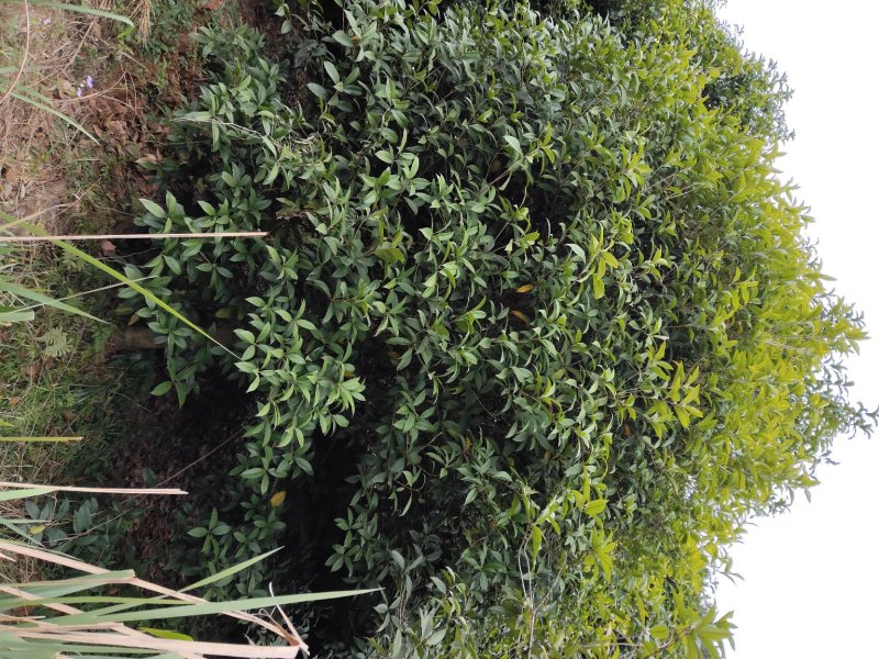 桂花树