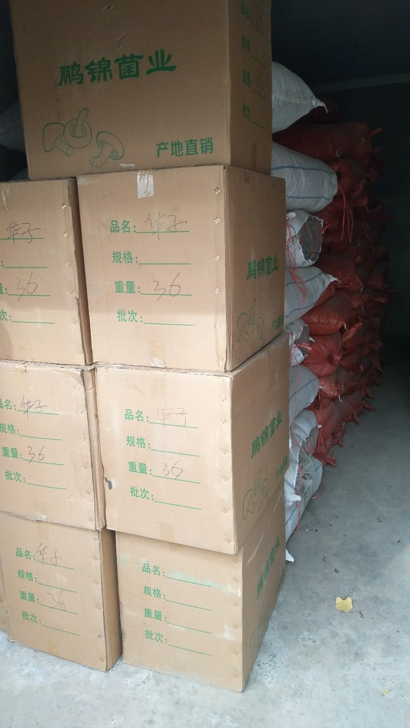 东北特产，精品特级松蘑