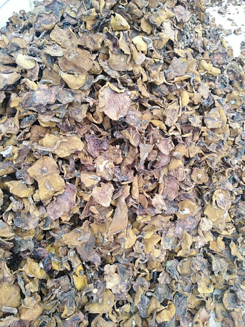 东北特产，精品特级松蘑