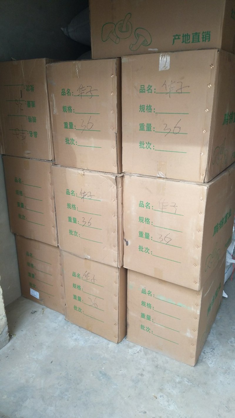 东北特产，精品特级松蘑