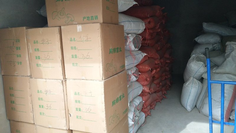 东北特产，精品特级松蘑