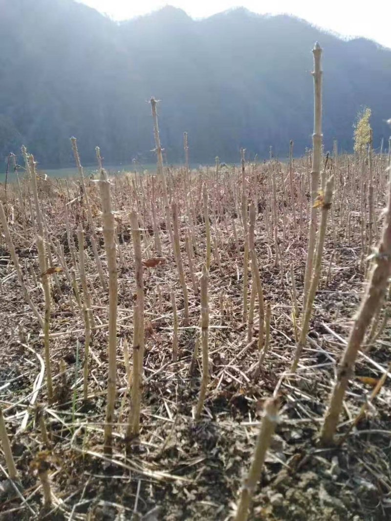 刺嫩芽苗。吉林基地直发。成活率高。诚信经营。量大优惠。