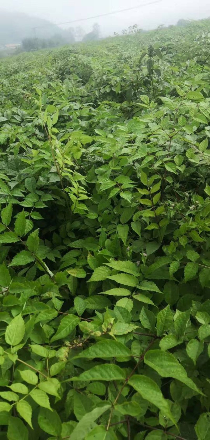 刺嫩芽苗。吉林基地直发。成活率高。诚信经营。量大优惠。