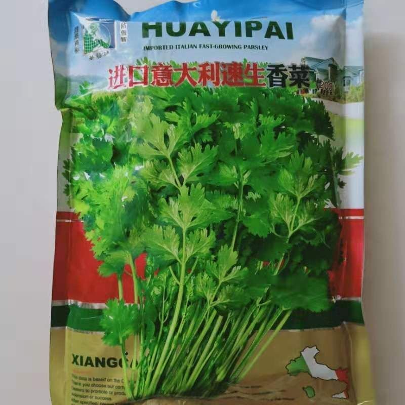 香菜种子三天出苗意大利香菜种子四季绿香进口夏季耐热品种