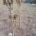 刺嫩芽苗。吉林基地直发。成活率高。诚信经营。量大优惠。