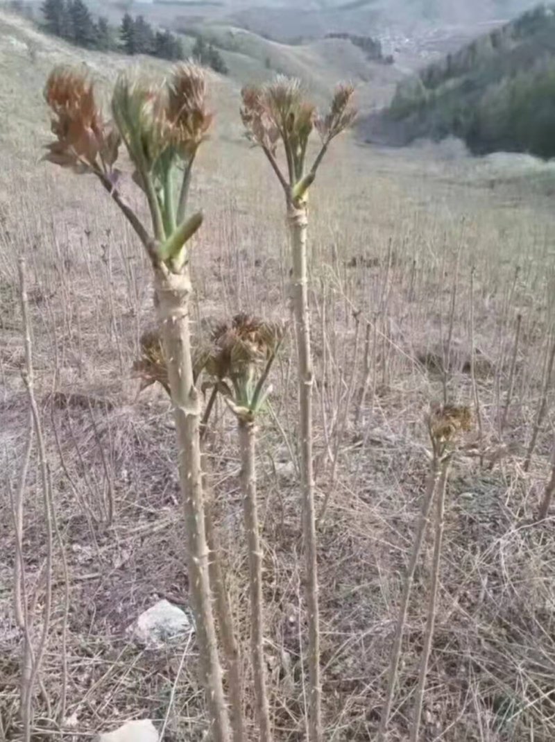 刺嫩芽苗。吉林基地直发。成活率高。诚信经营。量大优惠。