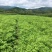 刺嫩芽苗。吉林基地直发。成活率高。诚信经营。量大优惠。