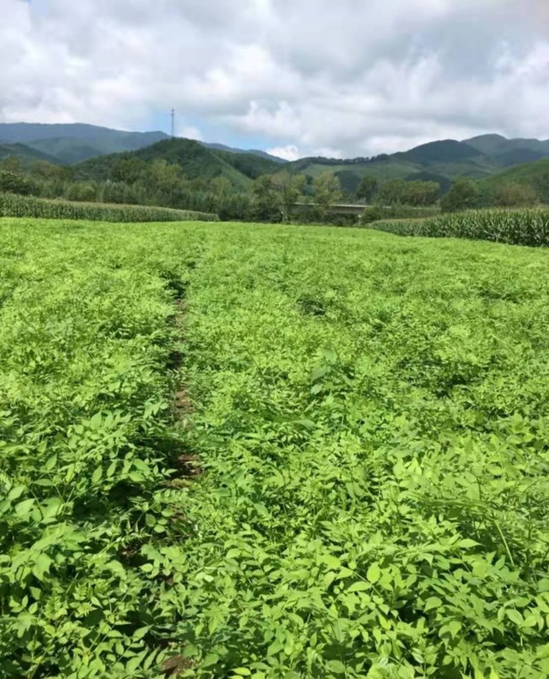 刺嫩芽苗。吉林基地直发。成活率高。诚信经营。量大优惠。