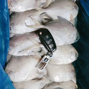 精品小鲳鱼