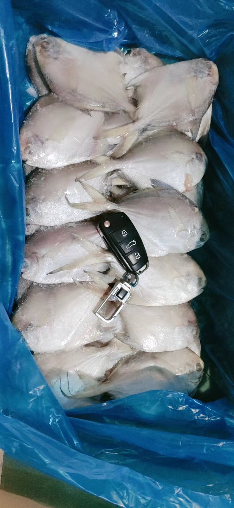 精品小鲳鱼