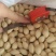 银杏果白果价格优银杏种子价格低量大免费包邮