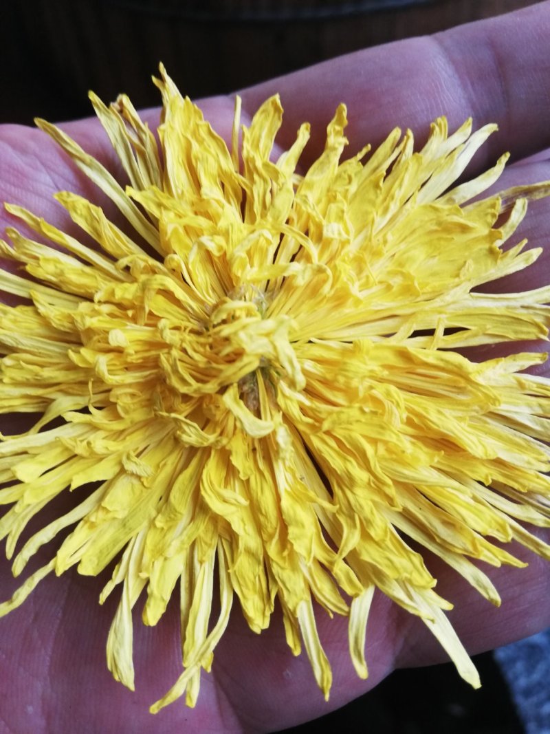 金丝皇菊茶