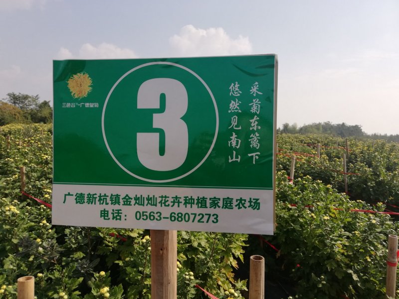 金丝皇菊茶