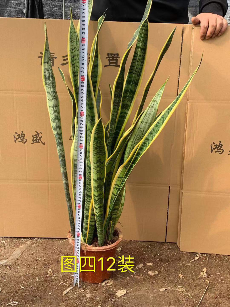 虎皮兰大小规格齐全大量现货基地直销