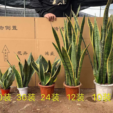 虎皮兰大小规格齐全大量现货基地直销