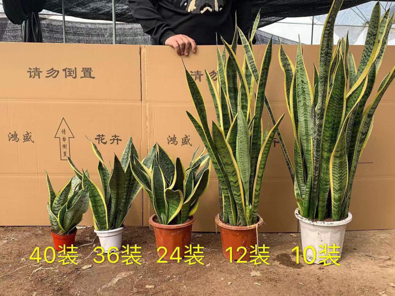 虎皮兰大小规格齐全大量现货基地直销