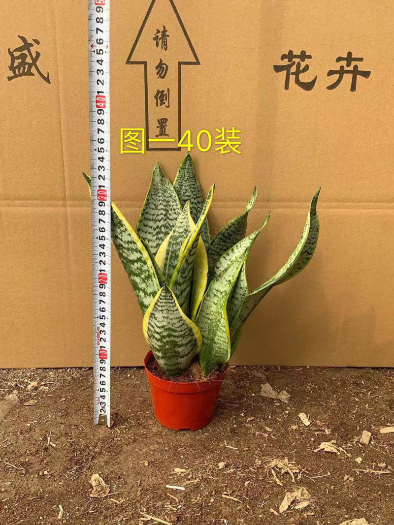 虎皮兰大小规格齐全大量现货基地直销