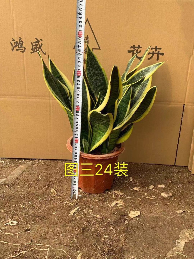 虎皮兰大小规格齐全大量现货基地直销