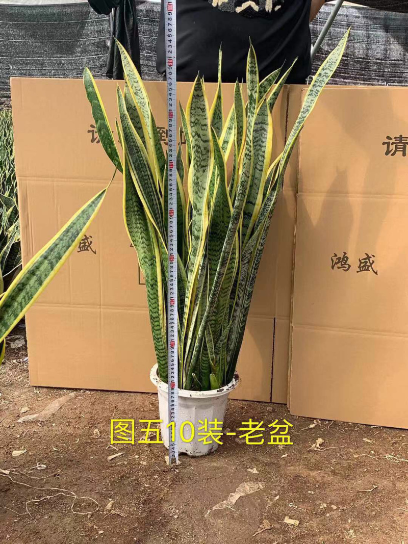 虎皮兰大小规格齐全大量现货基地直销