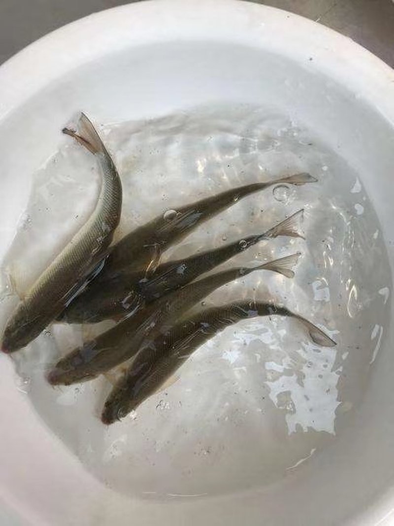 银鳕鱼苗大鳞耙银鳕鱼苗淡水养殖全国发货包成活