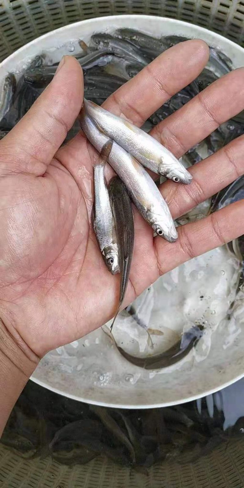 银鳕鱼苗大鳞耙银鳕鱼苗淡水养殖全国发货包成活