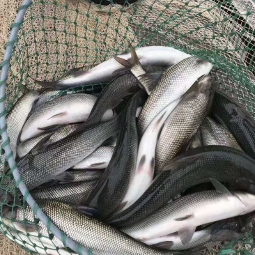 银鳕鱼苗大鳞耙银鳕鱼苗淡水养殖全国发货包成活
