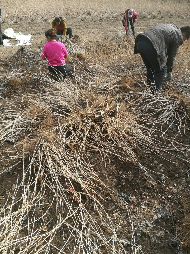 灯笼果苗。吉林基地直发。包技术。包成活率。品种好。服务好