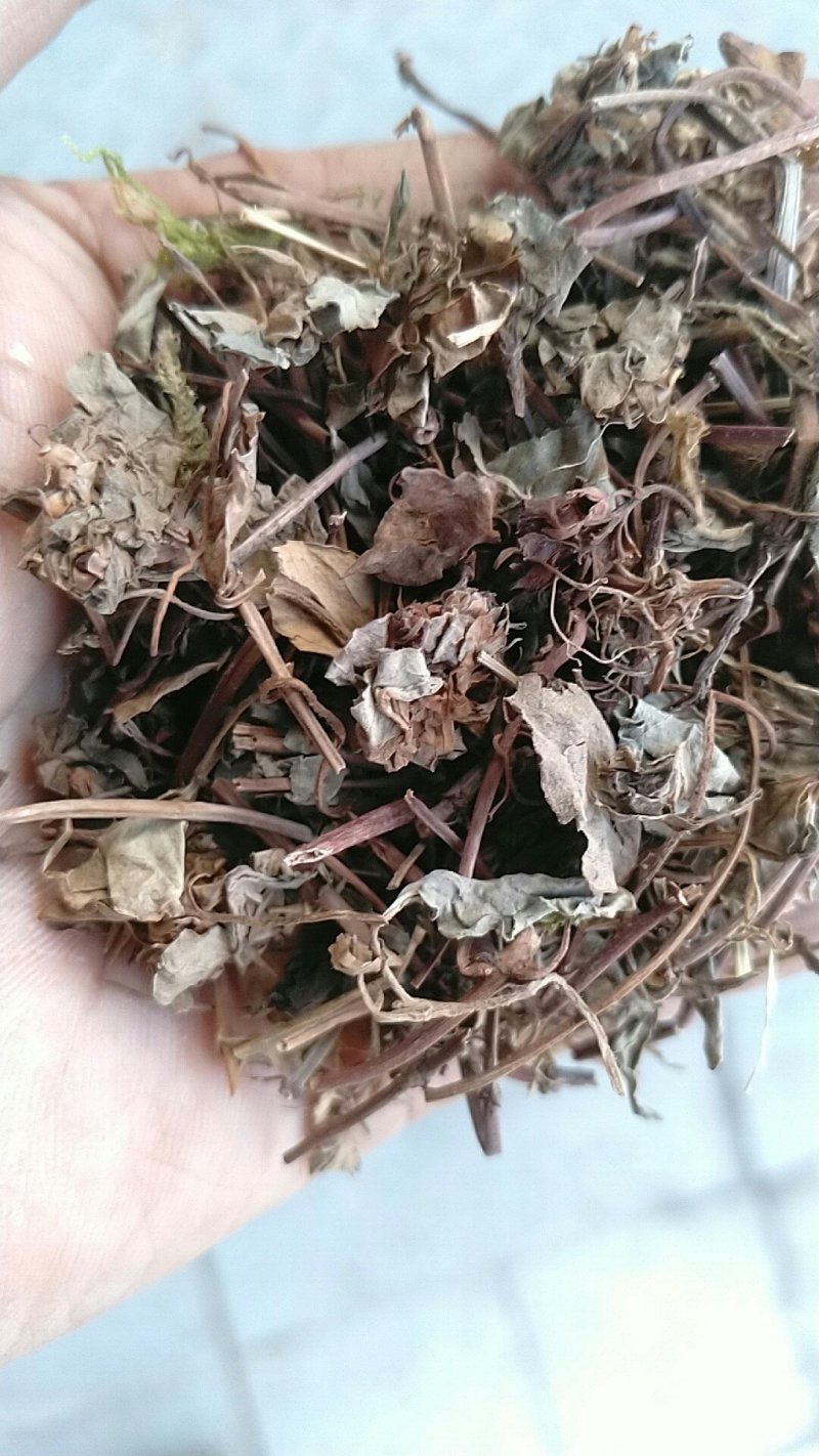 过路黄金钱草产地直供支持线上交易可搭配多品种采购